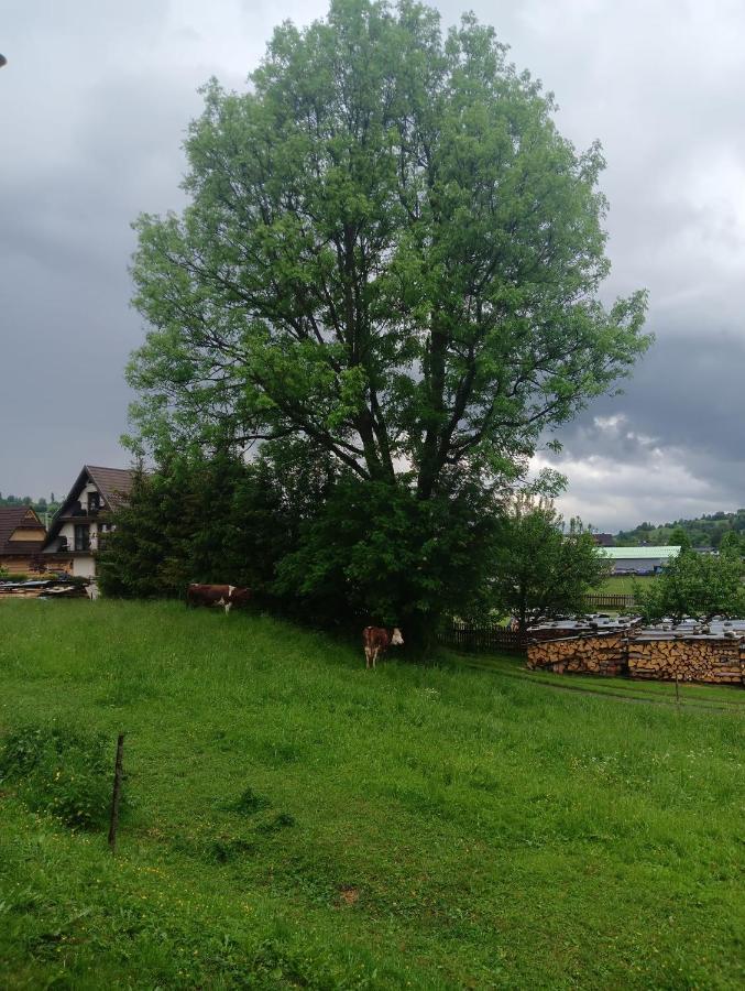 Witów Apartament Skorusinka W Poblizu Chocholowskich Term المظهر الخارجي الصورة