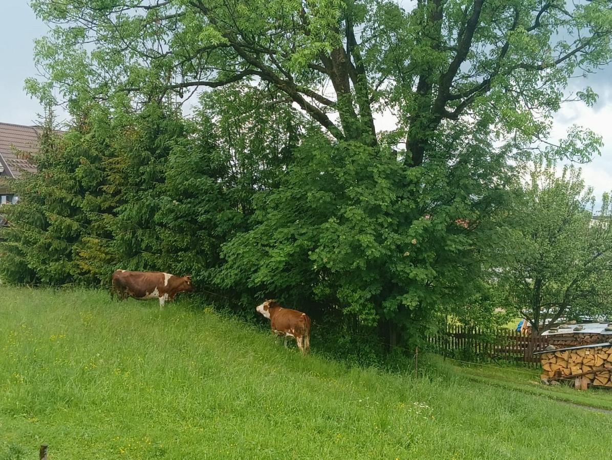 Witów Apartament Skorusinka W Poblizu Chocholowskich Term المظهر الخارجي الصورة
